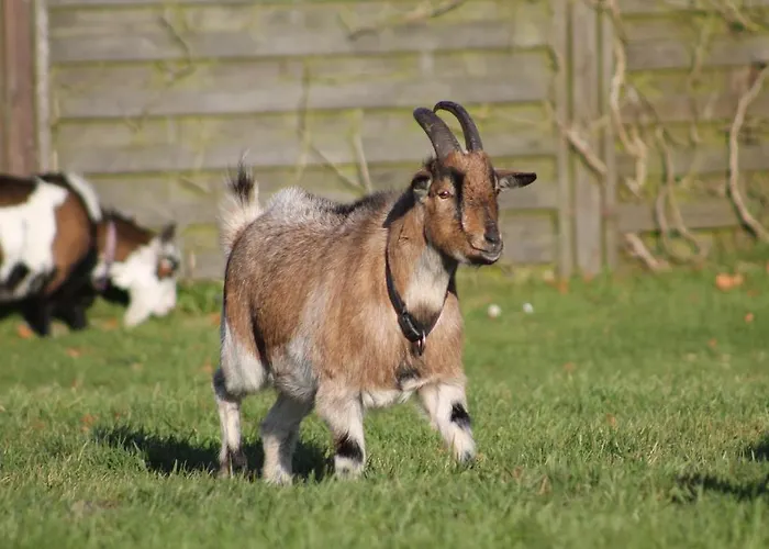 Maison d'hôtes Zum Waldblick 2*